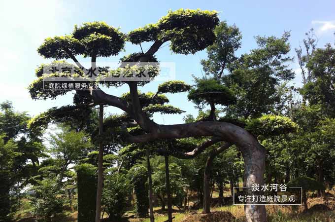 绿化乔木——朴树