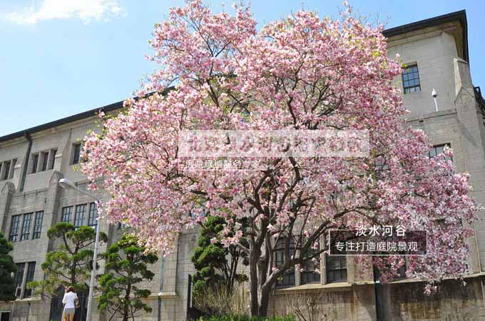 早春美花树——玉兰
