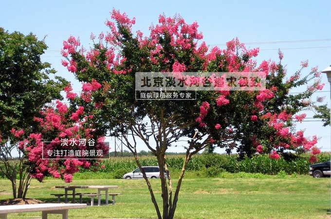 盛夏绿遮眼，此花红满堂——花树紫薇