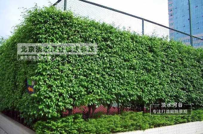 绿篱墙植物的分类