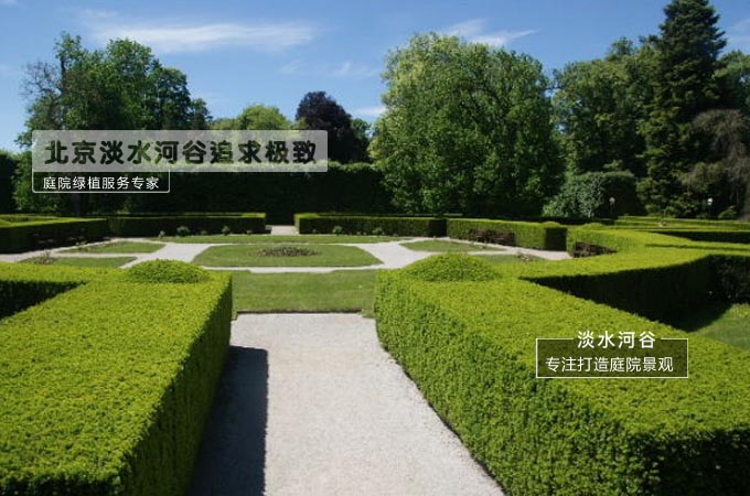 绿篱墙——常绿篱