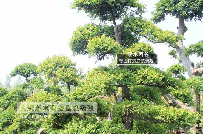 榔榆13.jpg