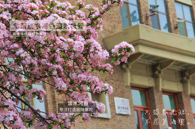 花树西府海棠