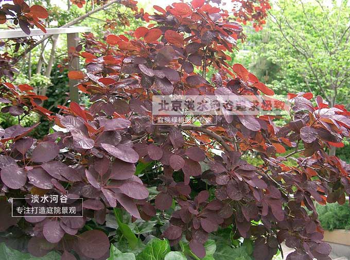 彩叶乔木美国红栌