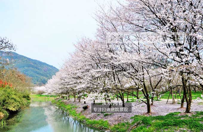 樱花树.jpg