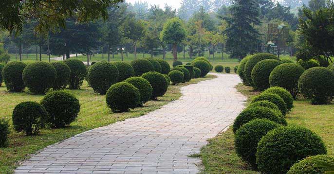 办公区绿化.jpg 办公区绿化